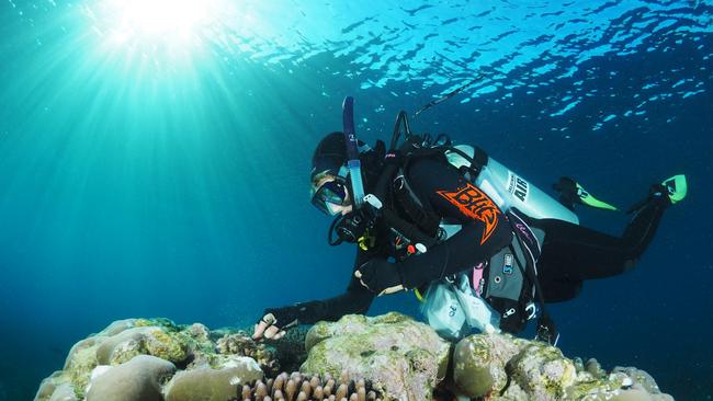 AIMS scientists have been assessing the health of the Great Barrier Reef for more than 35 years. Picture: Australian Institute of Marine Science