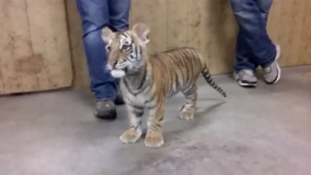 A young tiger reportedly offered for sale.