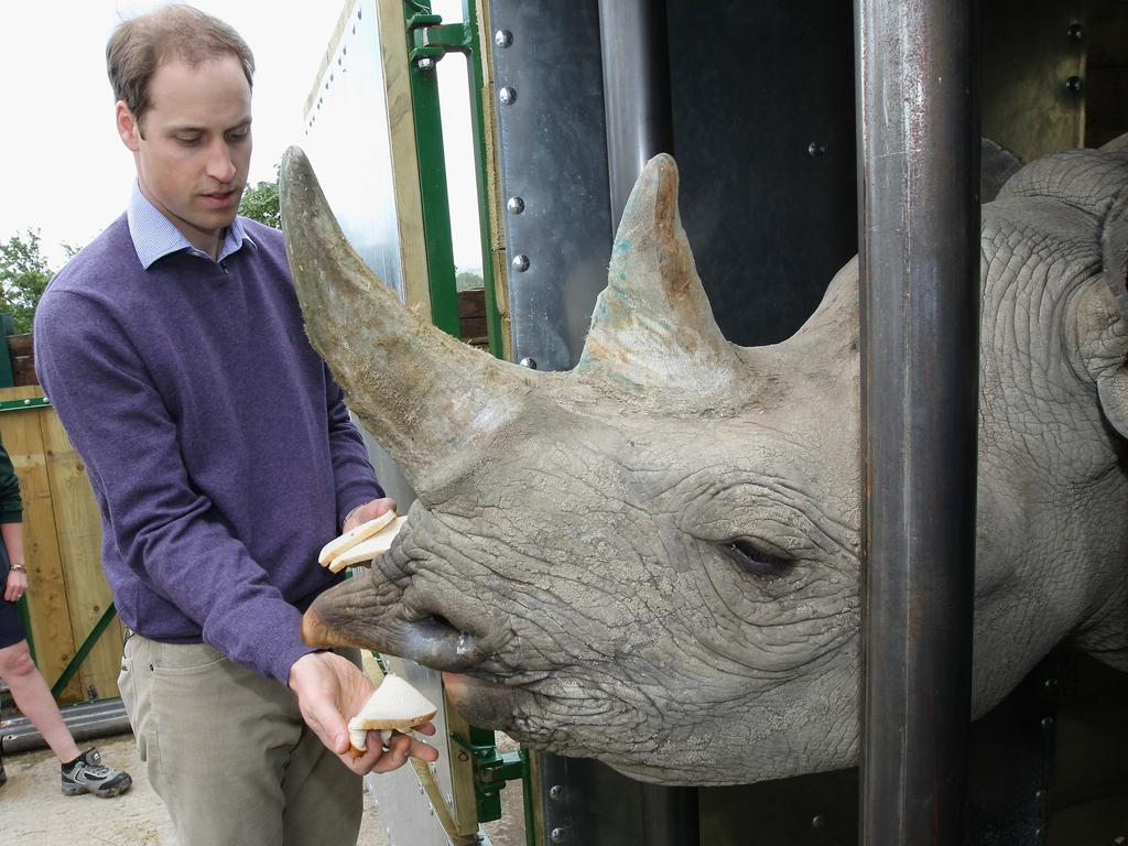 Prince William has supported wildlife protection for years, pictured here feeding black rhino Zawadi at Port Lympne Wild Animal Park in 2012 during a visit with staff and rhinos involved in a translocation project. Picture: Chris Jackson/Getty Images