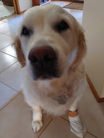 Golden retriever Scarlett was viciously attacked by another dog in Murray Bridge on March 18. Picture: John Lockier