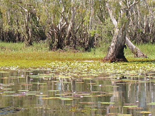 The dreaded noxious aquatic plant, Salvinia molesta, has hit Four Mile Hole in Kakadu; pictured here spreading up on the floodplain