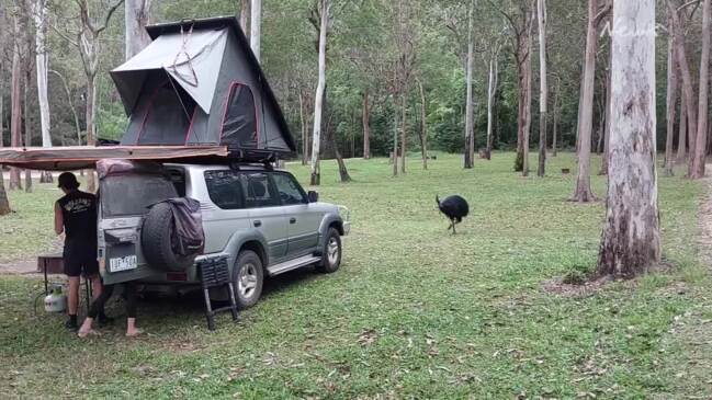 North Queensland cassowaries causing unhappy campers