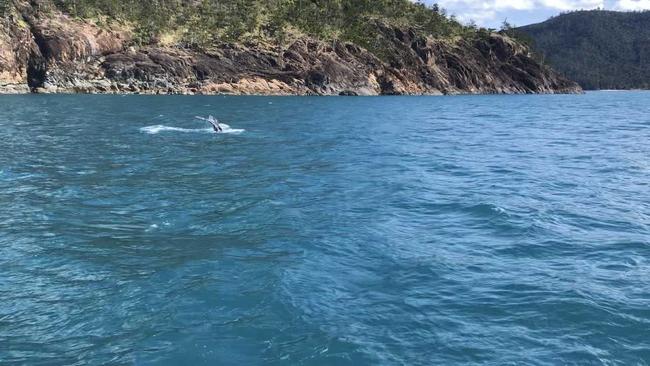 A humpback whale has wowed a skipper off Whitsunday Island, believed to be the first whale in the waters for the season. . Picture: Supplied