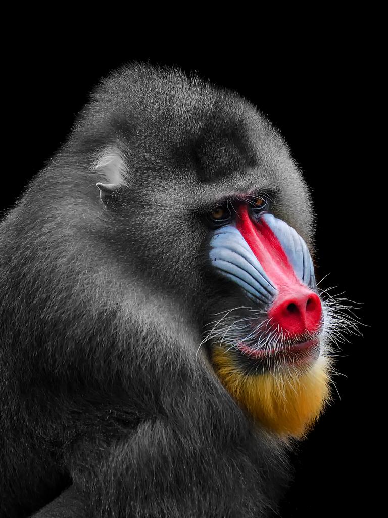 The Leader. Photographer: Shirly Pricillia Year: 2018 “The leader of a group of mandrill monkeys. Mandrills are the world’s biggest monkey species. This photo is taken at a zoo located at West Java, Indonesia.” Copyright: © Shirly Pricillia, Indonesia, Open, Wildlife, 2018 Sony World Photography Awards