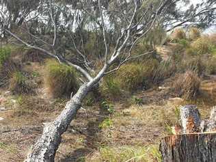 VANDALS STRIKE: One of the destroyed she-oak trees.