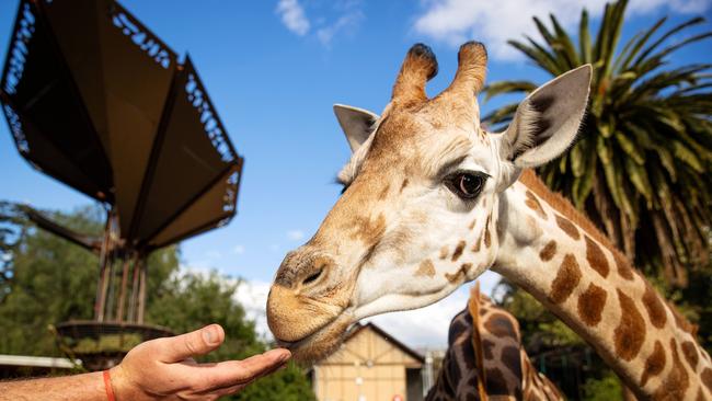 Visitors will have to watch Iris the giraffe from afar. Picture: Mark Stewart