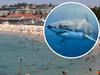 Mayor wants Bondi shark nets removed