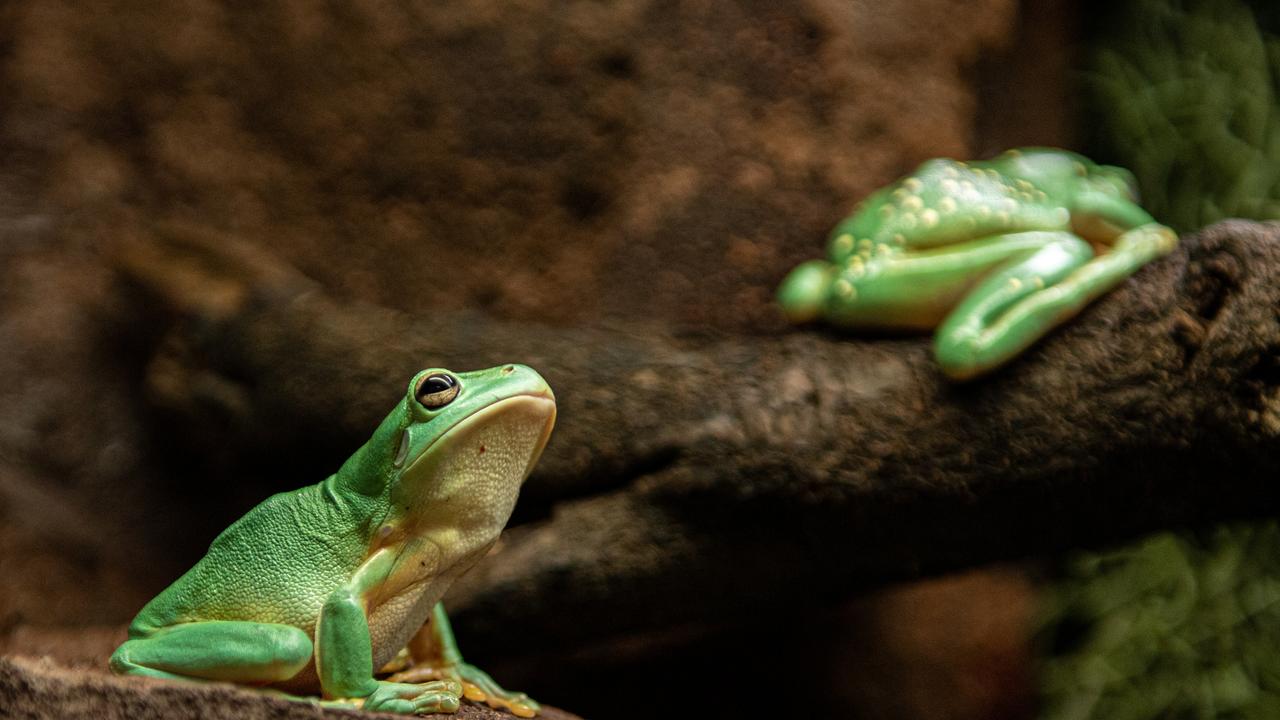 Magnificent tree frogs at the Frogarium in 2019.