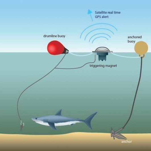 SMART drumlines comprise of an anchor and rope, two buoys and a satellite-linked communications unit which is attached to a trace and baited hook They allow sharks to be tagged, relocated, and released alive. Source: NSW Department of Primary Industries