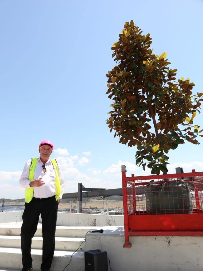 Greenfields Development Company managing director Tony Perich with the magnolia tree which will be planted on the building’s rooftop Picture: Robert Pozo