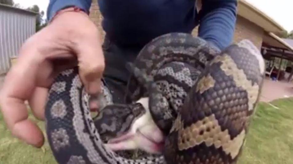 Watch two pet snakes almost eat each other