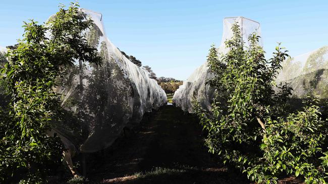 Protective netting can significantly reduce the impact of weather events and pests. Picture: Rohan Kelly