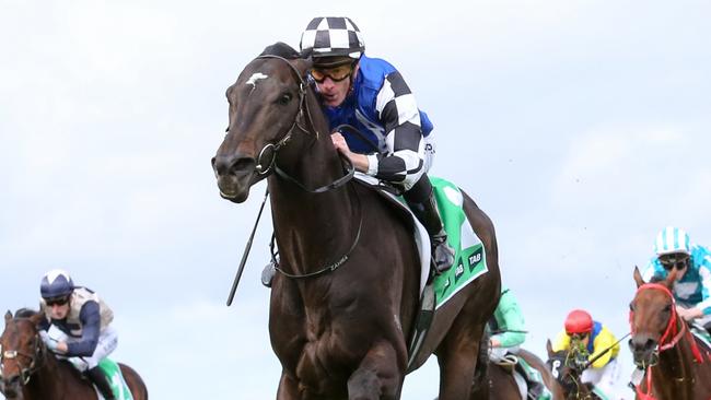 Brilliant stallion Gold Trip will chase the riches on offer in the Group 1 Queen Elizabeth Stakes in Sydney in the autumn. Picture: Racing Photos via Getty Images