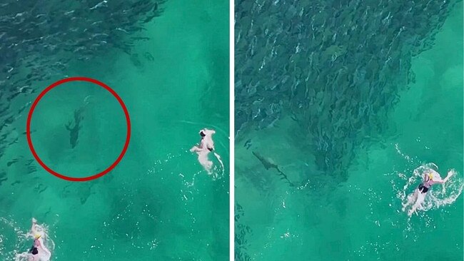 Footage has shown a shark swimming just metres from people at Bondi. Picture: DroneSharkApp.