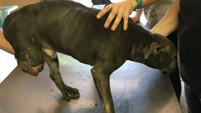 Graphic image of a dog missing a limb rescued by the RSPCA from Storybook Farm-Sacred Animal Garden last week. 