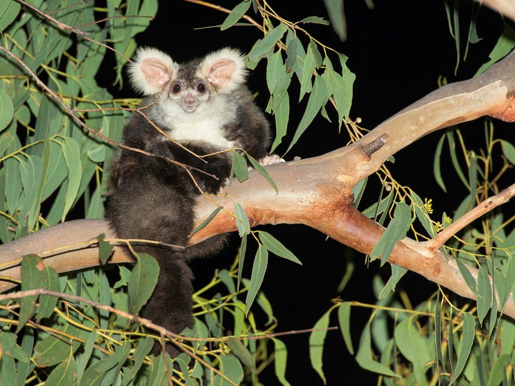 The greater glider is listed as endangered under the Environment Protection and Biodiversity Conservation Act. Pic credit: Matt Wright