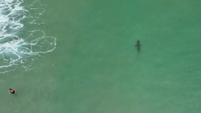 Unsuspecting swimmers paddled just metres away. Picture: Picture: Emily Howman / News Media Network