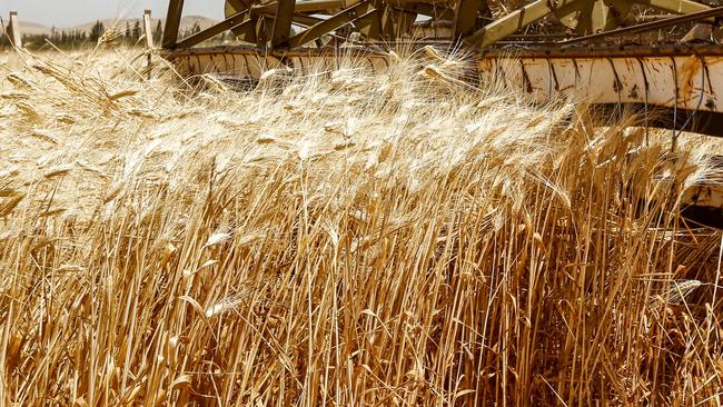 Indicators are pointing towards a record year for wheat production. Picture: Louai Beshara/AFP