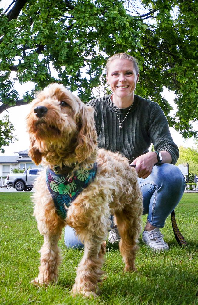 Rescued labradoodle Ted with his foster carer Ingrid Oliver of West Launceston. Picture: Patrick Gee