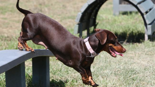 Ruby playing on the agility equipment. Pic Mike Batterham