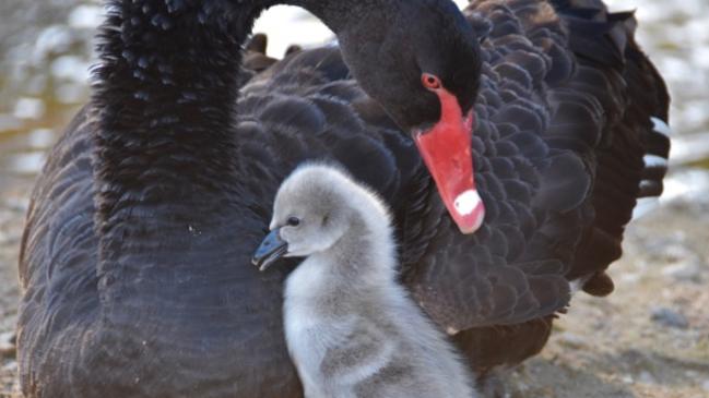 Swan and baby at Black Swan Lake