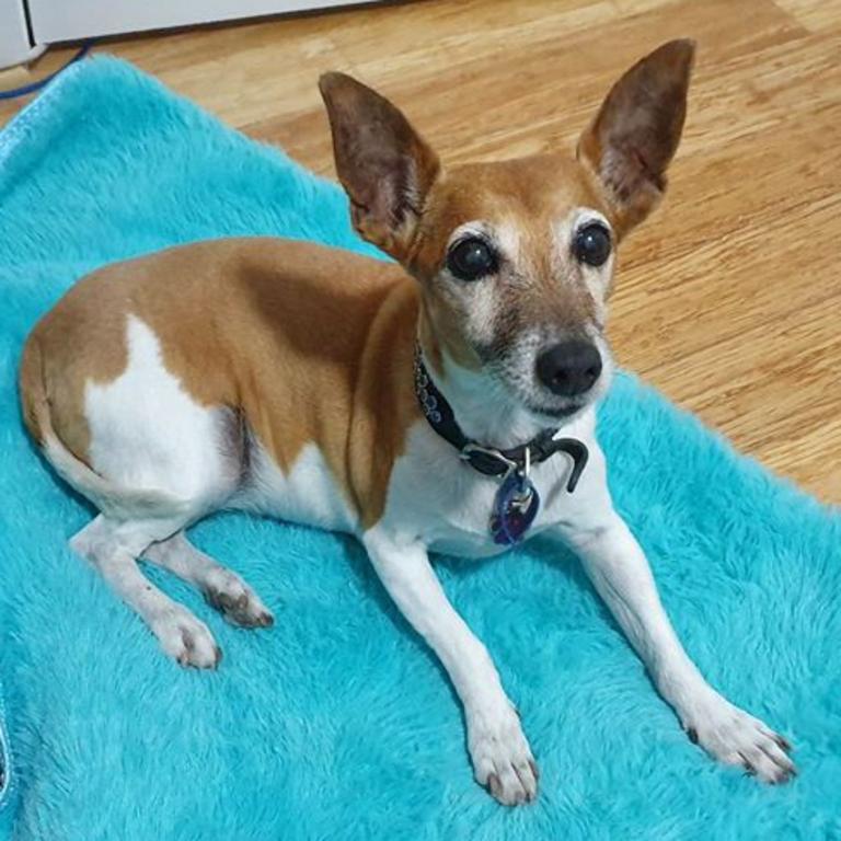 Sandra Lampard: "Meet Miss Bindi Lee. She is nearly 14 and loves sitting beside the computer desk." Picture: Sandra Lampard