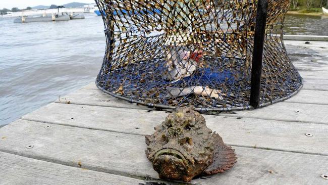 Susan Brookes found this stonefish in one of her crab pots in the Noosa River. Picture: Amber Macpherson