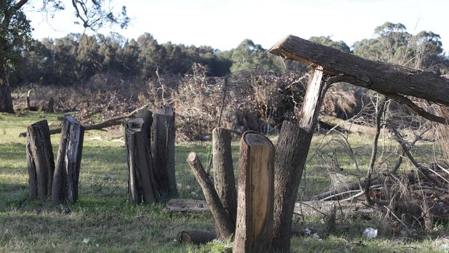 OEH and council were already investigating illegal clearing claims on the site. Pictured are some felled trees on the site.