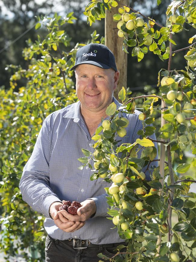 Seeka Orchards Jonathan Van Popering with the Jujubes. Picture: Zoe Phillips