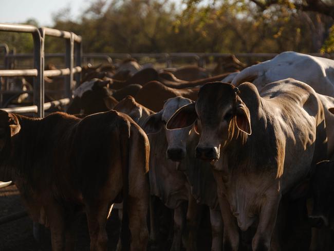 Workers at the cattle yard spraying the cattle at Gumaranganyjal, Roebuck Plains Cattle Station 30 kms outside of Broome