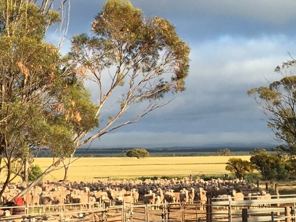 The Holders Boundary property, north of Kimba. Picture: SUPPLIED