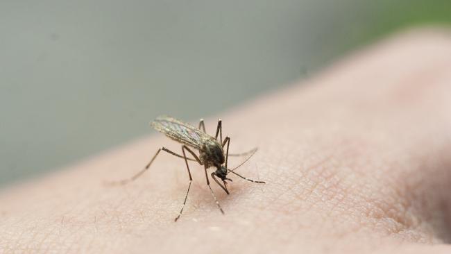 Mosquito surveillance programs in the North Burnett of Queensland have confirmed the presence of deadly Japanese encephalitis viruses in Monto.