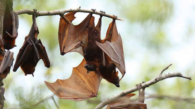 Queensland Farmers Allowed To Shoot Flying Foxes From Today Au — Australia’s Leading