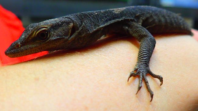 A black-headed monitor which was saved from the black market.