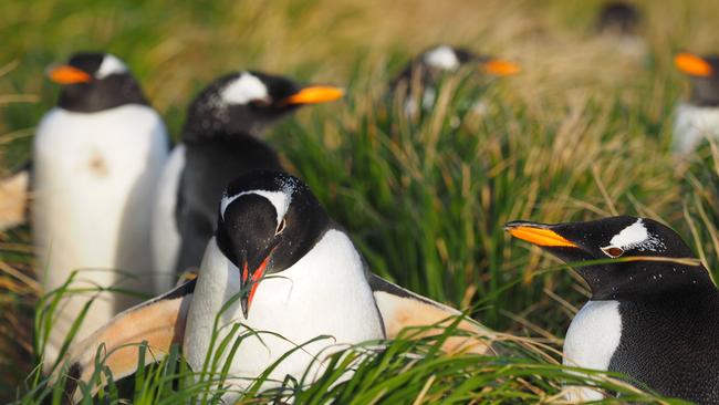 Gentoo penguins at Macquarie Island. Picture: Jessica Fitzpatrick/AAD