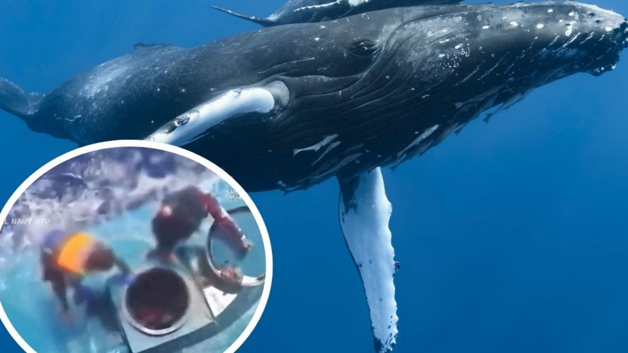 Thar she blows: Drug cartels hiding a ‘sh**load” of cocaine’ in fake whales