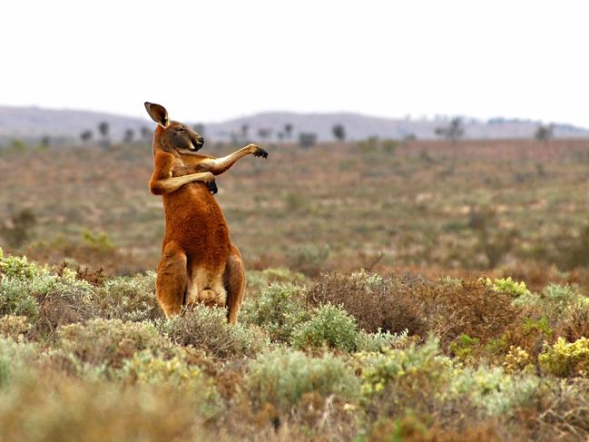 A grooving red kangaroo practices his moves at Fowlers Gap, Australia. Picture: Andrey Giljov/Barcroft Images