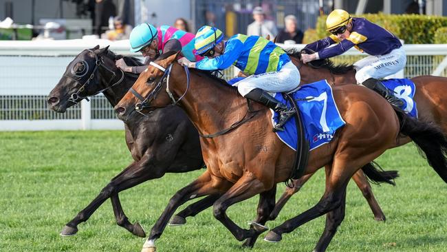 Toorak Handicap winner Attrition is striving to bounce back in the Victoria Handicap on Saturday. Picture: Scott Barbour/Racing Photos via Getty Images