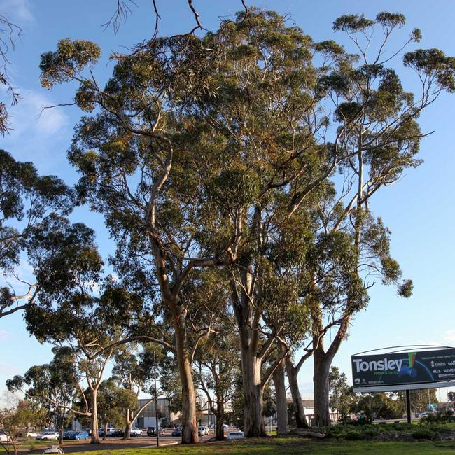 Gone but not forgotten: Large trees that were cut down for the Darlington Upgrade Project at Tonsley, which forms part of the North-South Corridor in Adelaide. Picture: Yuri, Poetzl