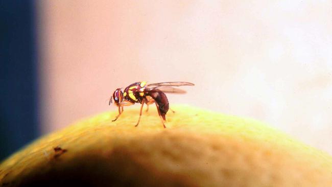 There is a fruit fly outbreak in West Croydon.