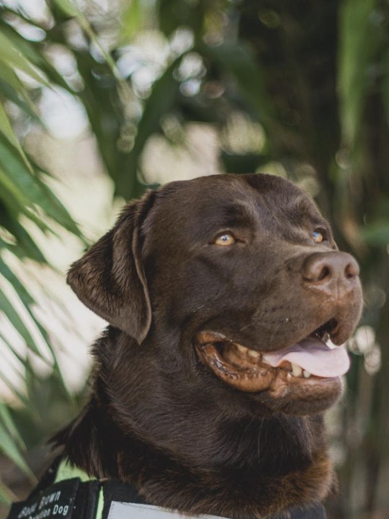 Beau Brown Bargenquast – Beau is training to be a termite detection dog – he works with us at Saurus Constructions. Beau is so clever – goofy &amp; crazy We love him so much. Beau has just become a daddy for the first time – 8 beautiful puppies. We are so proud.