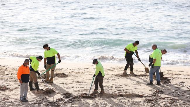 Council workers clean up the balls on Coogee Beach. Picture: NewsWire / Damian Shaw