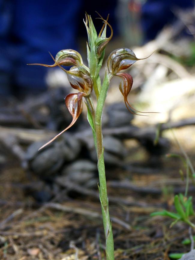 The Sandhill Greenhood orchid (Pterostylis arenicola). Picture: Judy Borlase