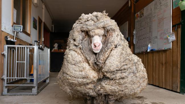 Baarack had 35kg of wool on him when found wandering in the Cobaw State Forrest. Picture: Supplied