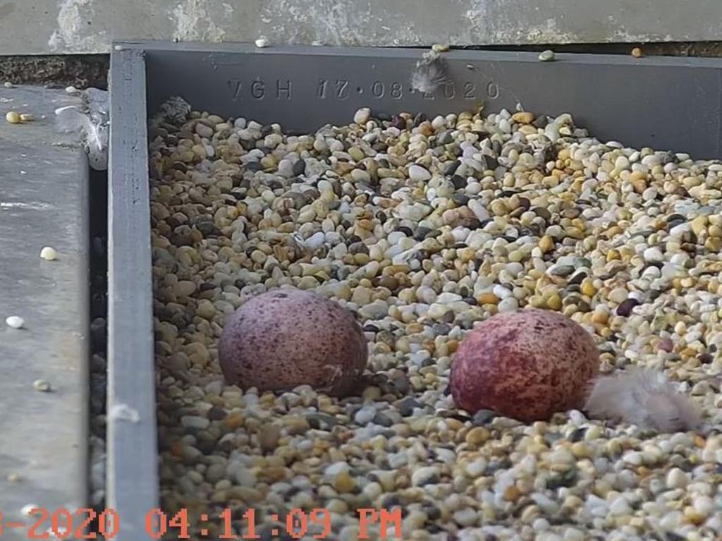 Waiting to hatch. Frame grab from 367 Collins Street Falcons Live Stream