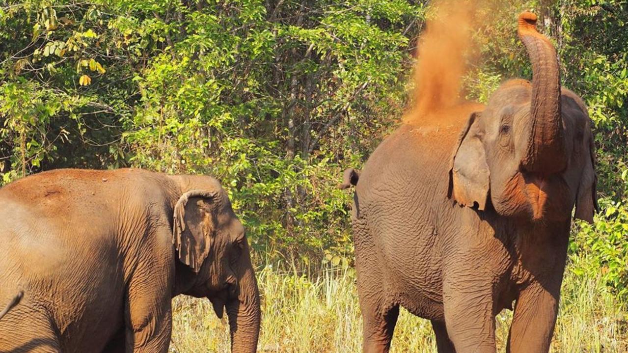 Elephants are social beings. Keeping them apart from other elephants in tourism parks is inhumane. Picture: World Animal Protection