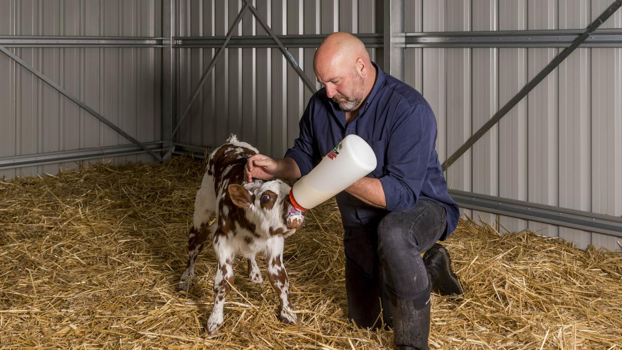 He rears 55 cows on 100 hectares northwest of Bruny Island. Picture: Phillip Biggs