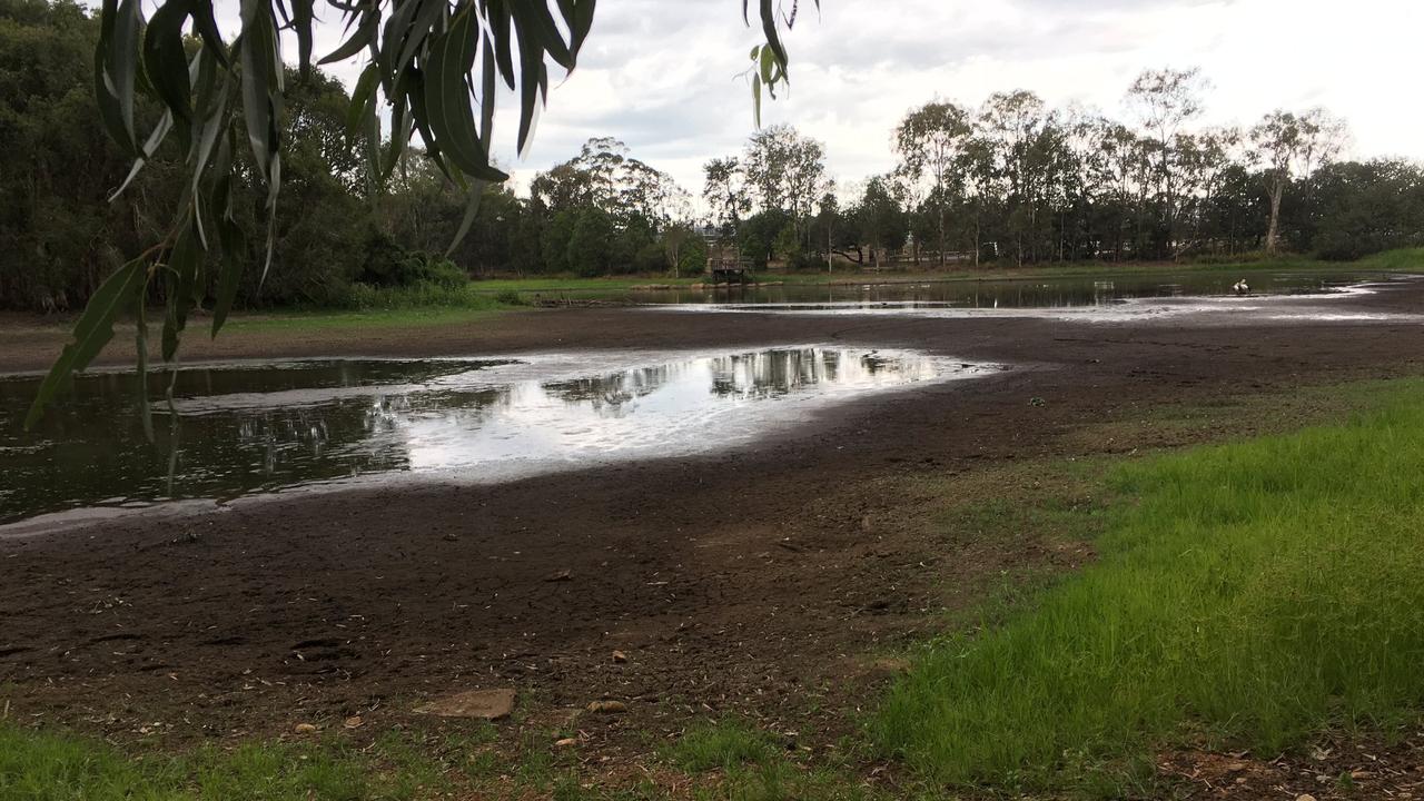 Nudgee Waterholes: Why turtles are showing up on Nudgee Rd | The ...