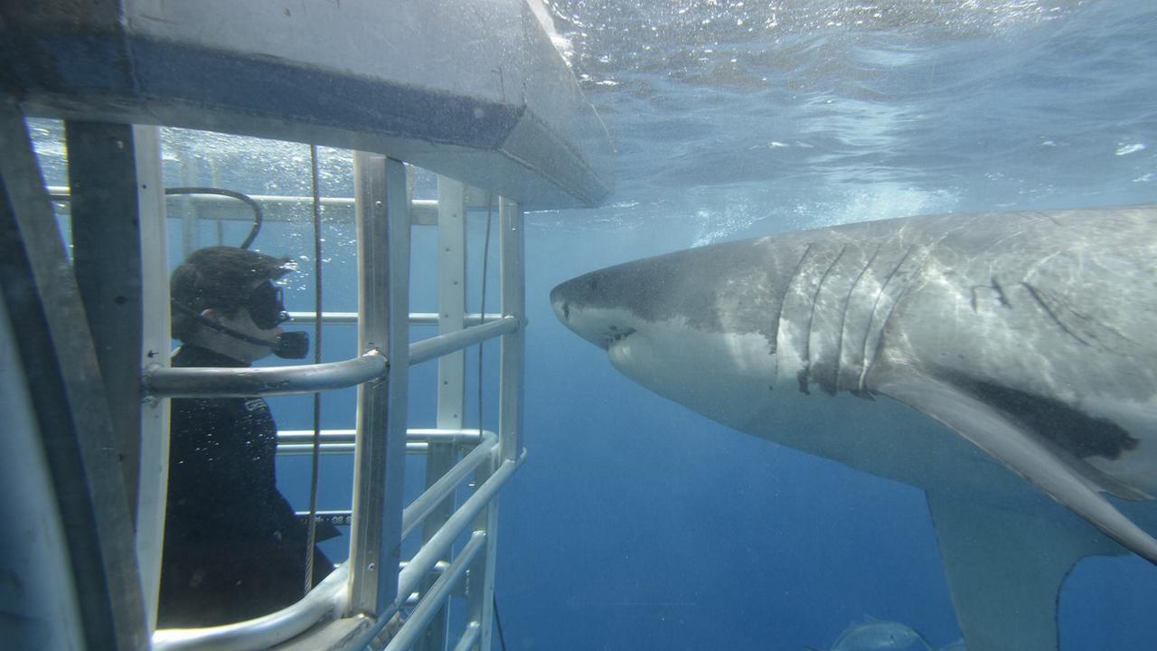 This is one way to get up close with nature.