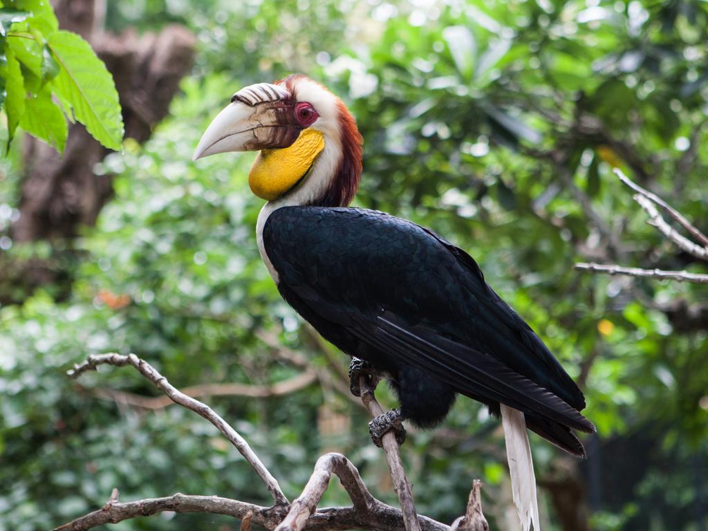 <h2><strong>Look up at Bali Bird Park</strong></h2><p>More than 1000 birds, 250 species and 40 protected Indonesian species are nesting in this Bali sanctuary near Ubud. The bird&rsquo;s natural habitats are mirrored here and visitors can learn about the cast of colourful characters, including the native Wreathed Hornbill and Papua&rsquo;s elusive Red Bird of Paradise.</p><p class="button-common"><a title="https://travel.escape.com.au/activities/bali-bird-park-admission-ticket-40223" href="https://travel.escape.com.au/activities/bali-bird-park-admission-ticket-40223" target="_blank" data-cta="https://travel.escape.com.au/activities/bali-bird-park-admission-ticket-40223" data-editable="true">Book here</a></p>